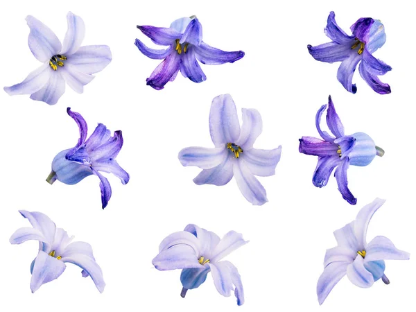 Цветочный Фон Набора Голубых Цветов Гиацинта Изолировать Концепция Весны Марта Стоковое Фото