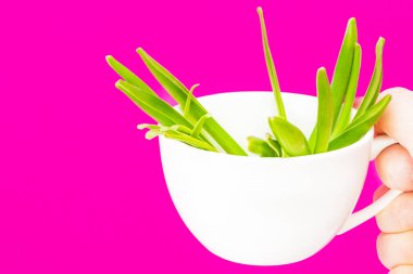 Bir elini bir buket pembe bir arka plan üzerinde genç yaprakları ile beyaz bir kupa tutuyor. Tazelik, Günaydın ve bahar kavramı