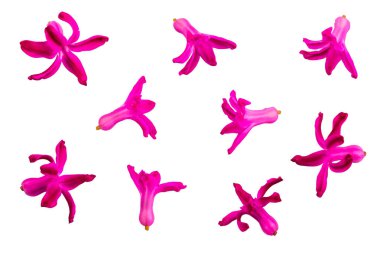 Pembe sümbül çiçekleri ayarla, izole