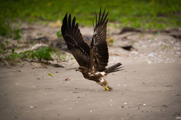 Black Kite Bird Taking Beach — Stock Photo, Image