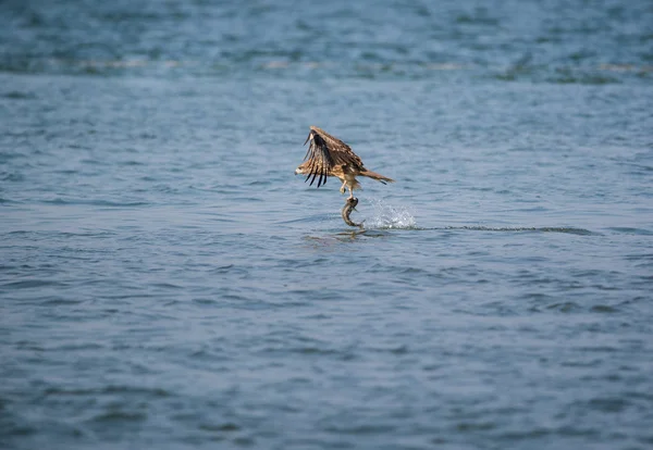 Black Kite Bird Catching Fish Sea — Stock Photo, Image