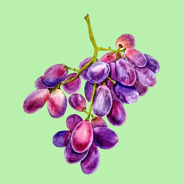 水彩画与水彩画无缝紫色玫瑰葡萄 — 图库照片