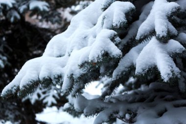 Noel ağacı, Ladin, buz, kar, peyzaj, arka plan, duvar kağıdı