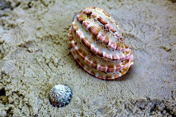 Mušle Zlatého Písku Pláži Moře Při Západu Slunce Ocean Žlutý — Stock fotografie