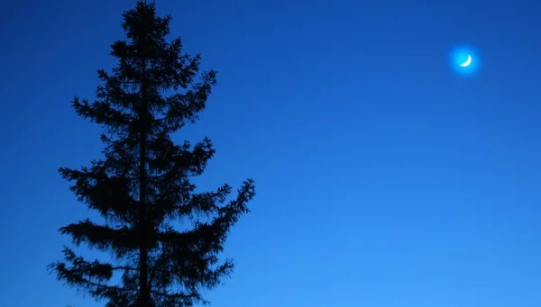 Manzara, ağaç gece gökyüzüne karşı. Doğa gece Park açık — Stok fotoğraf