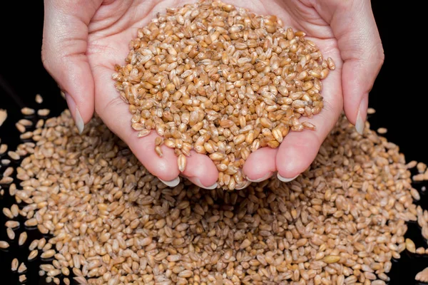 Women's hands holding wheat grains. Wheat close-up. Wheat grains — Stock Photo, Image