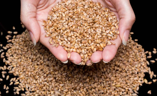 Women's hands holding wheat grains. Wheat close-up. Wheat grains on a black background. Durum wheat. Grain crop. Sowing or harvesting grain. Harvest of wheat of the first grade. — Stock Photo, Image