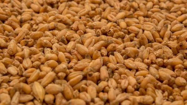 Zrzavá pšenice. Zrna pšenice. Obilná plodina. Výsev nebo sklizeň obilí. Sklizeň pšenice v první třídě. Pšenice. — Stock fotografie
