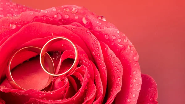 Rosa escarlata con anillos de boda sobre fondo rosa. Rosa rosa en — Foto de Stock