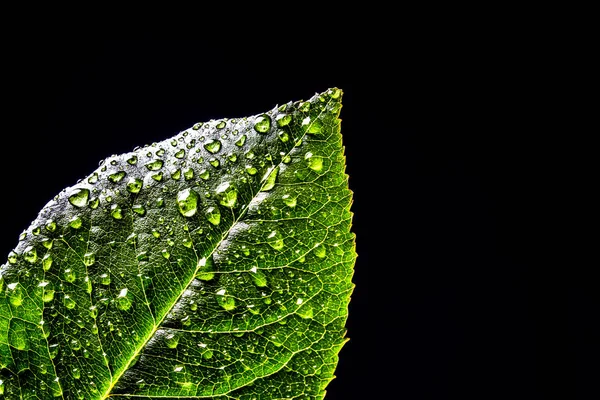 新鲜的绿叶植物与水滴特写黑色背景隔离。绿叶与露珠隔离. — 图库照片