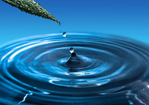 A falling drop of water from a green leaf. Water splash. — Stock Photo, Image