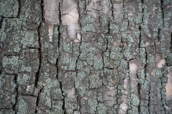 Abstract background of old tree bark.Closeup texture of tree bark. Pattern of nature. Rough surface of trunk. Green moss and lichen on natural wood. Dirt skin of wooden. Nature background.