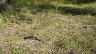Kamuflaj üniformalı bir asker ormanda yürür ve fişeklerle dolu bir tabanca bulur. Orman bölgesinde asker kaçağı. Silahlı askeri üniformalı bir asker..