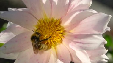 Video vahşi arı nektar toplar ve çiçeği tozlaştırır. Bal arısı çiçek tomurcuğunda polen toplar. Kraliçe arı bal topluyor. Çiçekteki bir dron. Vahşi ve biyolojideki böcekler.