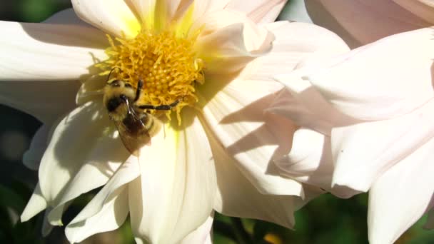 野蜂采集花蜜并为花朵授粉 蜜蜂在花蕾上采集花粉 蜂后在工作中采集蜂蜜 花上的无人机野生昆虫和生物昆虫 — 图库视频影像