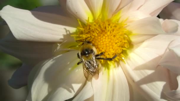 Video Vahşi Arı Nektar Toplar Çiçeği Tozlaştırır Bal Arısı Çiçek — Stok video