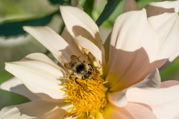 Photo wild bee collects nectar and pollinates the flower. The honey bee collects pollen on the flower Bud. Queen bee at work collecting honey. A drone on a flower. Insects in the wild and biology.