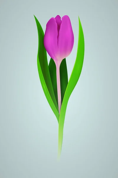 Tulipa Rosa Realista Ilustração Vetorial — Vetor de Stock