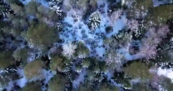 Vue imprenable sur la forêt montagneuse le matin 