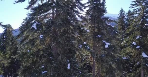 Leleplező lövés a hegyekben erdő. — Stock videók