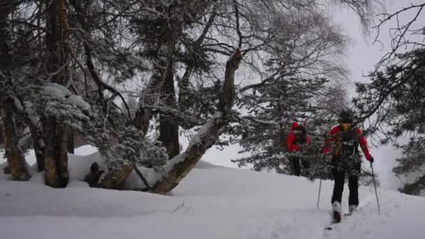 男性は、雪深い森の skitouring — ストック動画