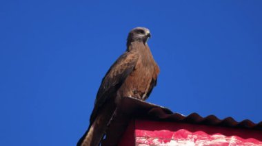 kartal yakın çekim shot
