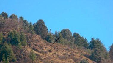 kartal yakın çekim shot