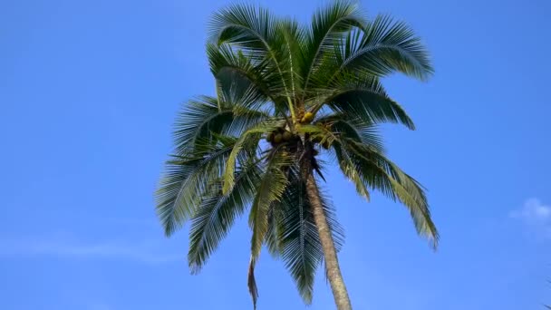 Vrchol Kokosu Palmou Pozadí Modré Oblohy — Stock video