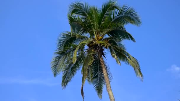 Cima Palma Cocco Con Sfondo Cielo Blu — Video Stock