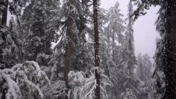 Πτώση χιονιού στο δάσος — Αρχείο Βίντεο