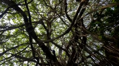 Bükülmüş yaklaşık ıslak egzotik bitki ve ağaçlar vahşi yoğun yağmur ormanı