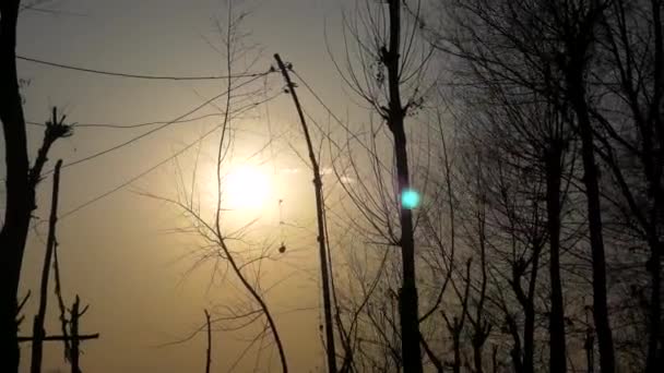 Il sole che tramonta tra gli alberi — Video Stock