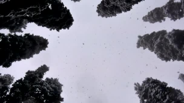 Sneeuwval in het bos — Stockvideo