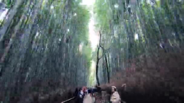 Japão, Kyoto - janeiro 2019 Hyperlapse of road Of Bamboo — Vídeo de Stock