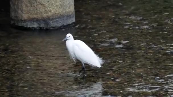 Beautiful white heron — Stock Video