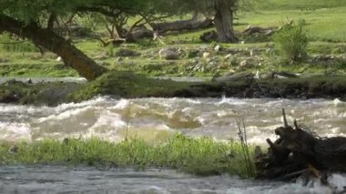 Dağ Ormanı Nehri