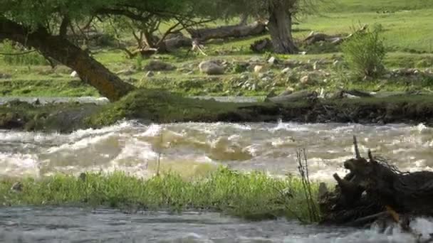 Fiume foresta di montagna — Video Stock