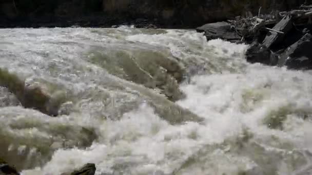 Rio da floresta montanhosa — Vídeo de Stock