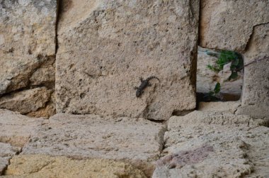 Selinunte sit alanı, Sicilya