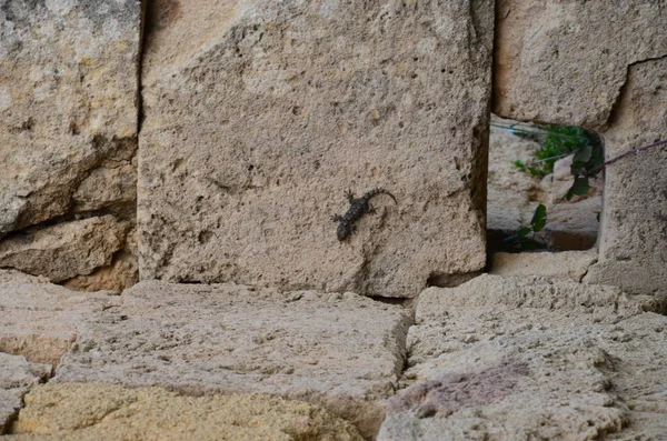 Selinunte sit alanı, Sicilya