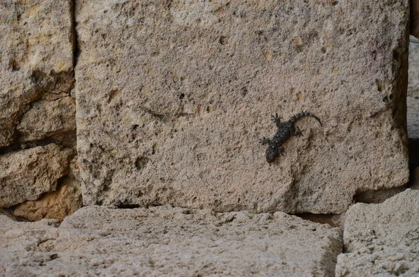 Selinunte sit alanı, Sicilya