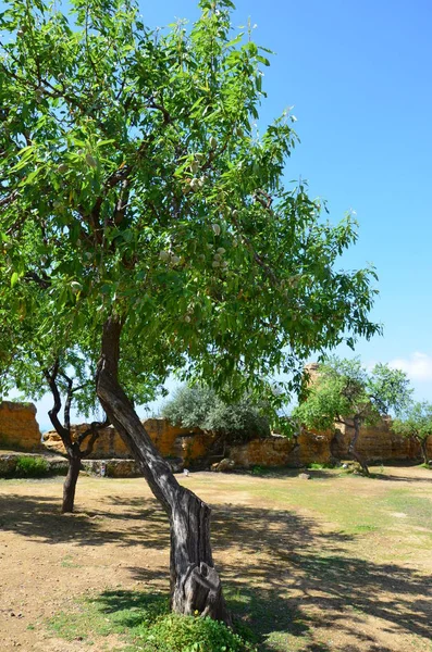 Valle Dei Templi Agrigento Sicilia Italia — Foto Stock