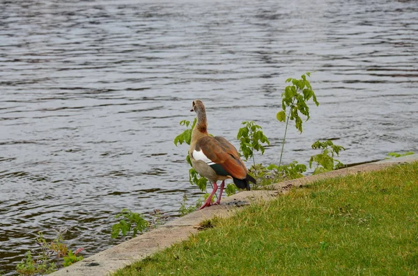 Jeune Canard Marchant Sur Rivière Main — Photo