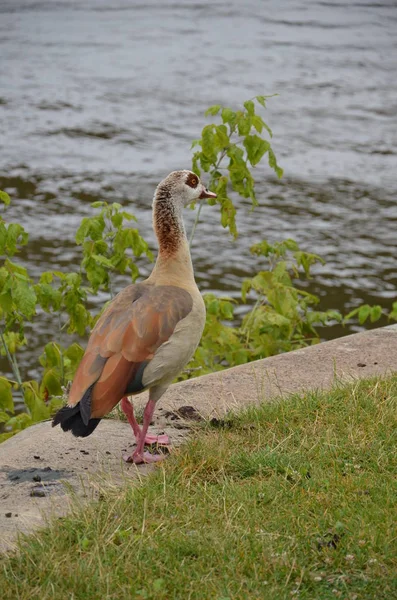 Jeune Canard Marchant Sur Rivière Main — Photo