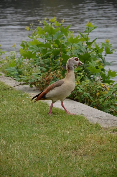 Ung Anka Går Vid Floden Main — Stockfoto