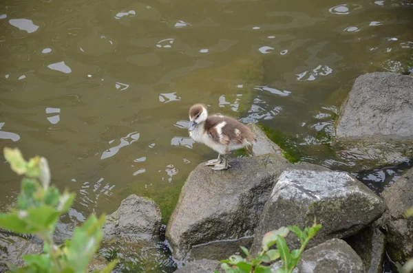 Nehirde Yürüyen Genç Ördek — Stok fotoğraf