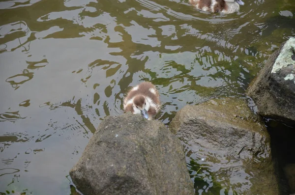 Nehirde Yürüyen Genç Ördek — Stok fotoğraf