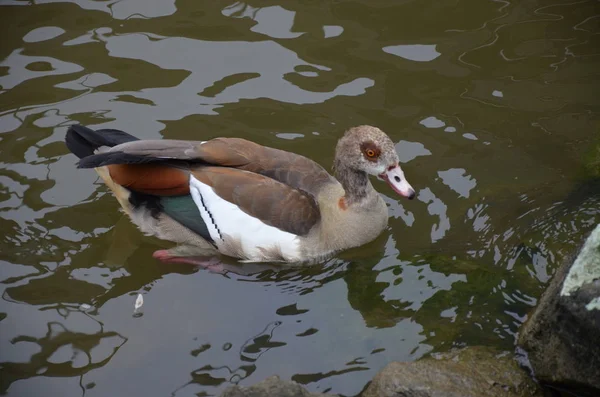 Jeune Canard Marchant Sur Rivière Main — Photo