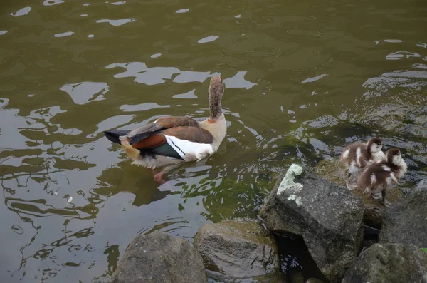 Jeune Canard Marchant Sur Rivière Main — Photo