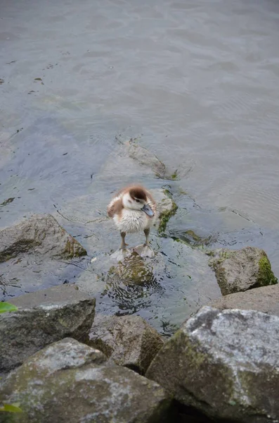 Pato Joven Caminando Río Main — Foto de Stock